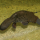 Platypus333 Platypus333